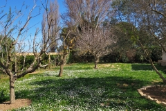 Gänseblümchen