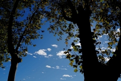 Bob_Platanen_PB040071