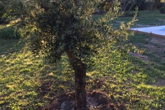 La_Broutte-Mai-2019_Neue-Olive