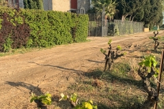 La_Broutte_Westseite-mit-Reben