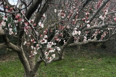 März_Garten_IMG_0202