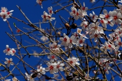 Mandelblüte1_P2140006