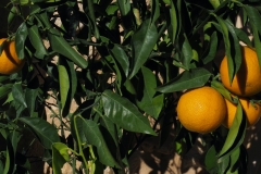 Orangenbaum_P2220008