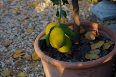Zitronenbäumchen_PC080004